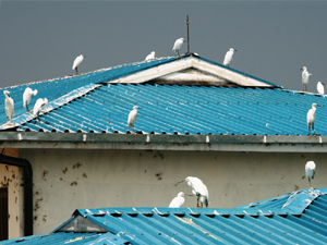Herons on the roofs