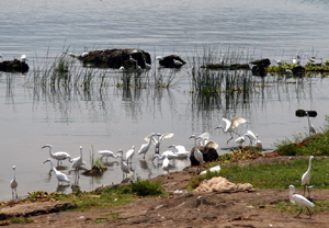 White Herons on the lake