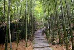 foreste di bambù