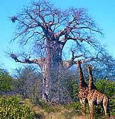 baobab e giraffe