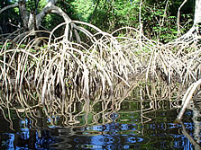 radici mangrovie