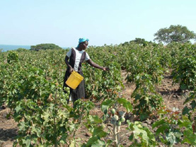 Raccolta semi di jatropha nei Gwassi